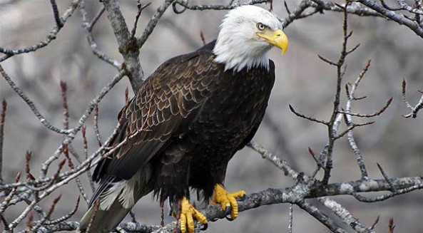 Confirman presencia de águila calva en Sonora